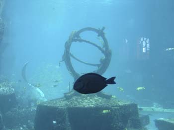 Atlantis Resort 6