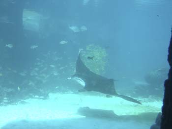Atlantis Resort 7