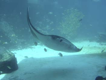 Atlantis Resort 8