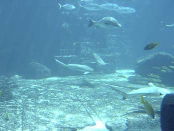Atlantis Resort 9