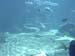 Atlantis Resort 9